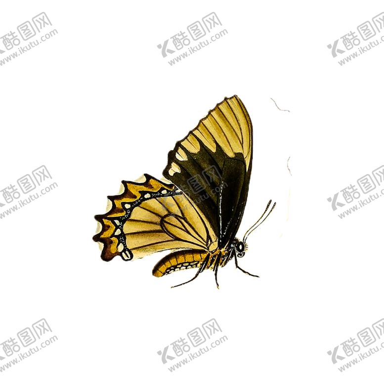 编号：27759505071239414732【酷图网】源文件下载-蝴蝶透明PNG免扣