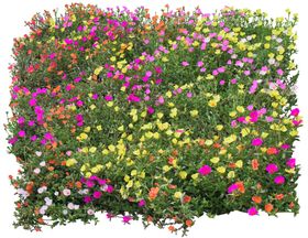 裁片花
