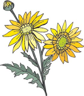 菊花