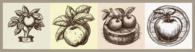 手绘线条苹果插画