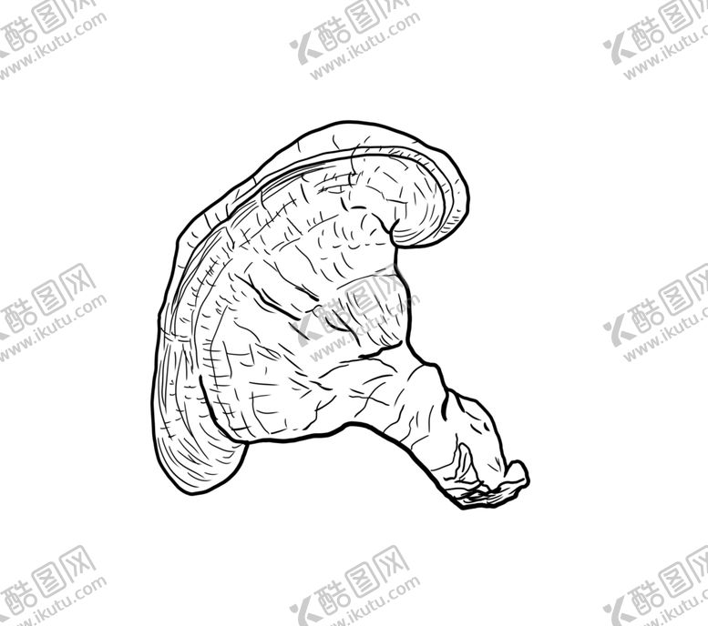 编号：12632705110611462922【酷图网】源文件下载-灵芝