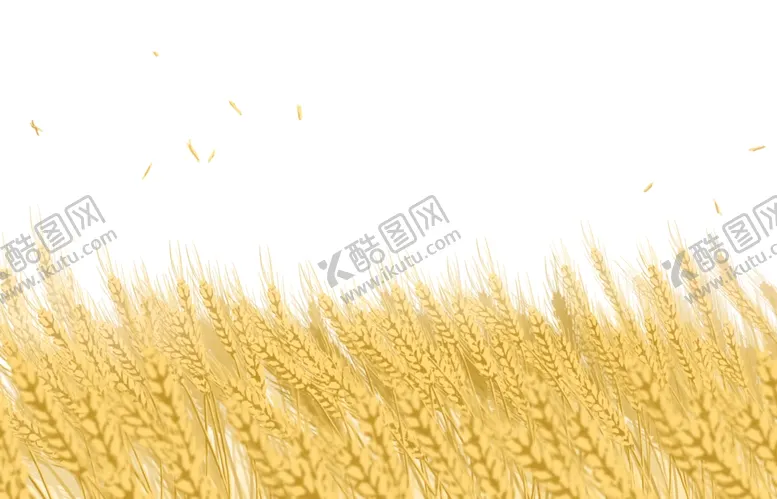 编号：79876106250728509914【酷图网】源文件下载-麦穗芒种金色稻穗装饰卡通素材