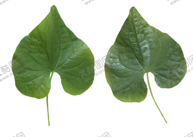 编号：13231409090330552136【酷图网】源文件下载-树叶