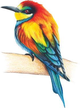 小鸟插画