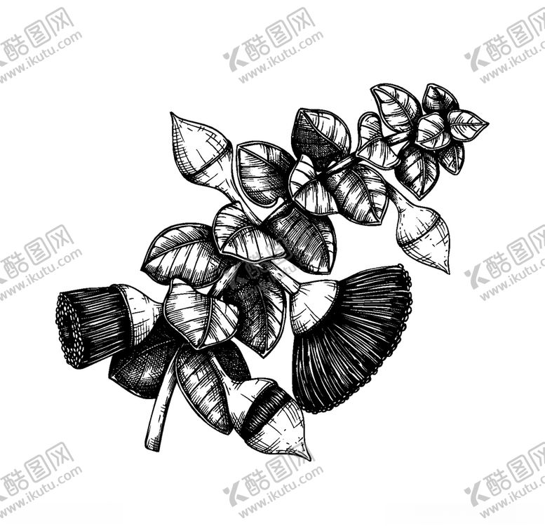 编号：37328909271114431215【酷图网】源文件下载-手绘植物