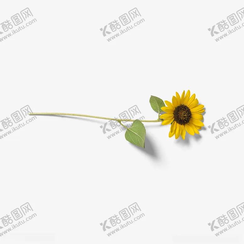 编号：46834302201135442677【酷图网】源文件下载-向日葵