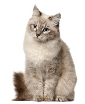 猫咪