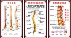 脊柱全貌 脊椎关节错位临床症状