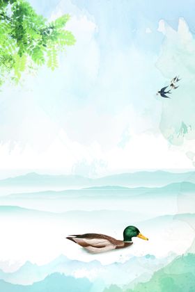 鸭子游泳