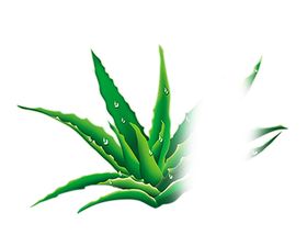 绿色植物