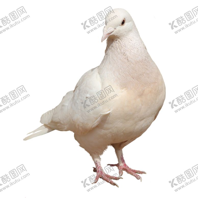 编号：77734206241514419604【酷图网】源文件下载-鸽子