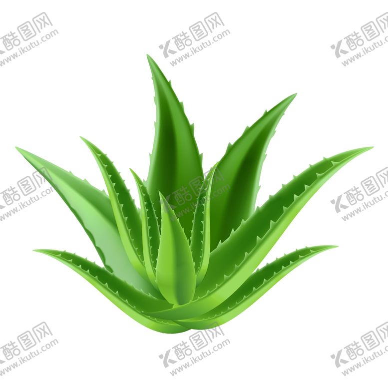 编号：85986207030100245603【酷图网】源文件下载-免扣芦荟分层素材