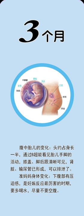 胎儿发育    3个月