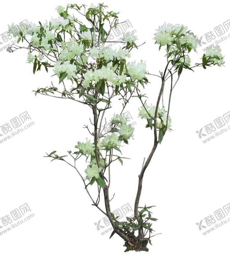 编号：60603606261619011953【酷图网】源文件下载-免扣植物树木素材图片
