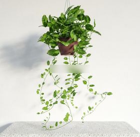  3DMAX现代绿植盆栽