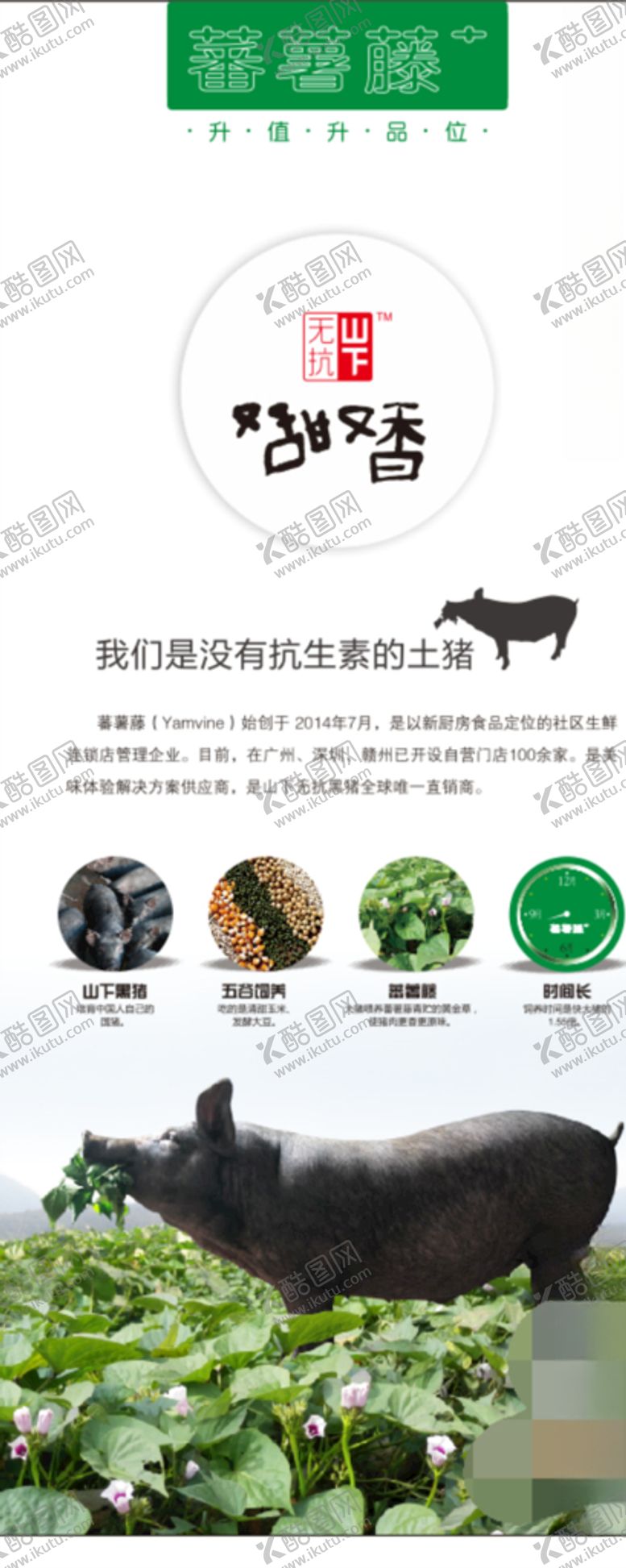 编号：22840409280015541443【酷图网】源文件下载-番薯藤展架