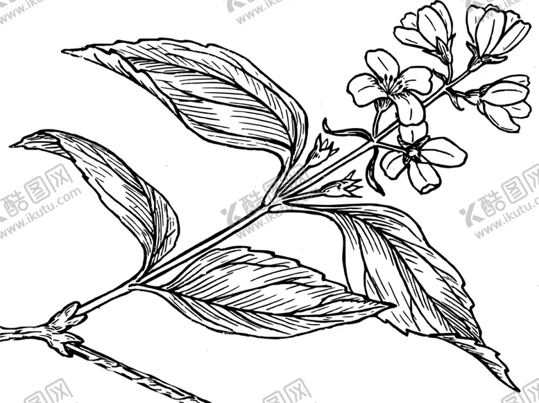 编号：43470003191203174213【酷图网】源文件下载-白描花朵