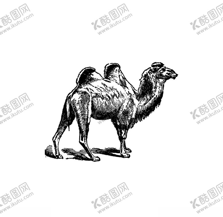 编号：97816310272241254117【酷图网】源文件下载-行走的骆驼