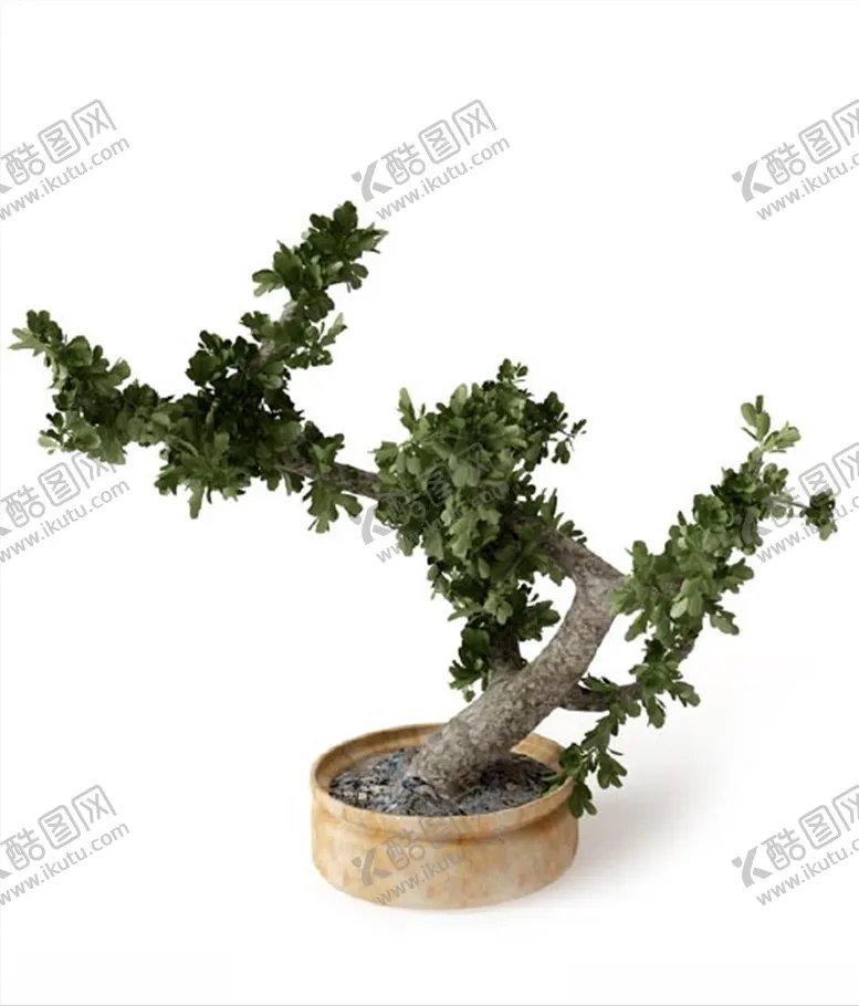 编号：81639804101203322359【酷图网】源文件下载-栎树
