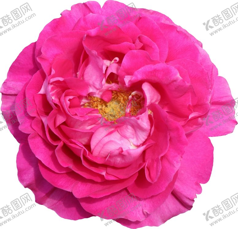 编号：13259110221022241884【酷图网】源文件下载-花朵