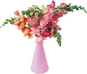 花瓶
