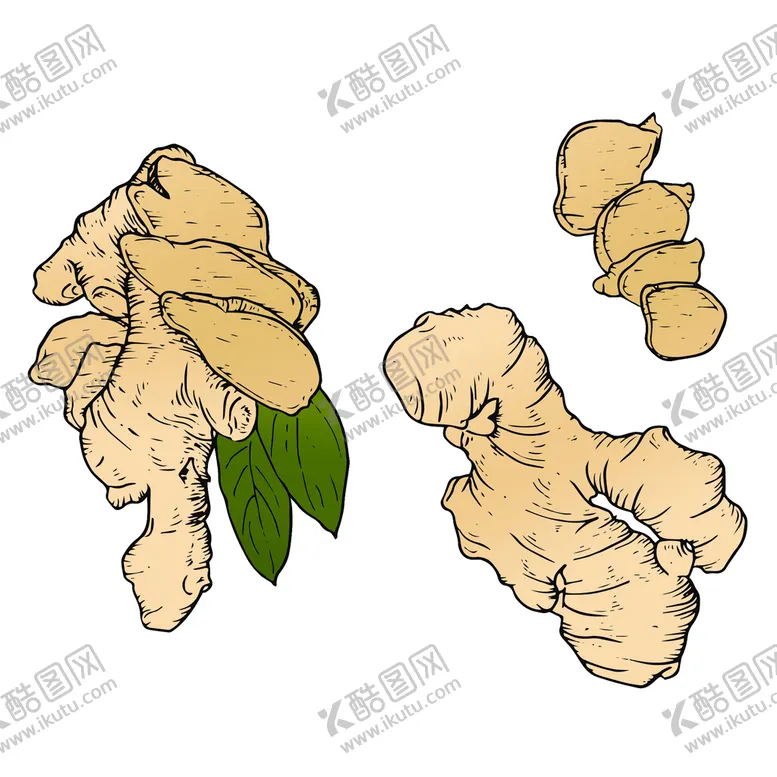 编号：71965309160306466128【酷图网】源文件下载-手绘生姜插画