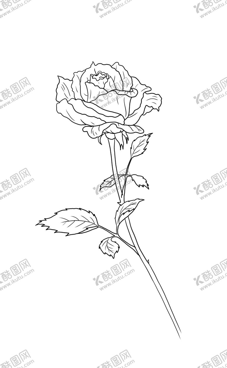 编号：69485410302114533058【酷图网】源文件下载-玫瑰花