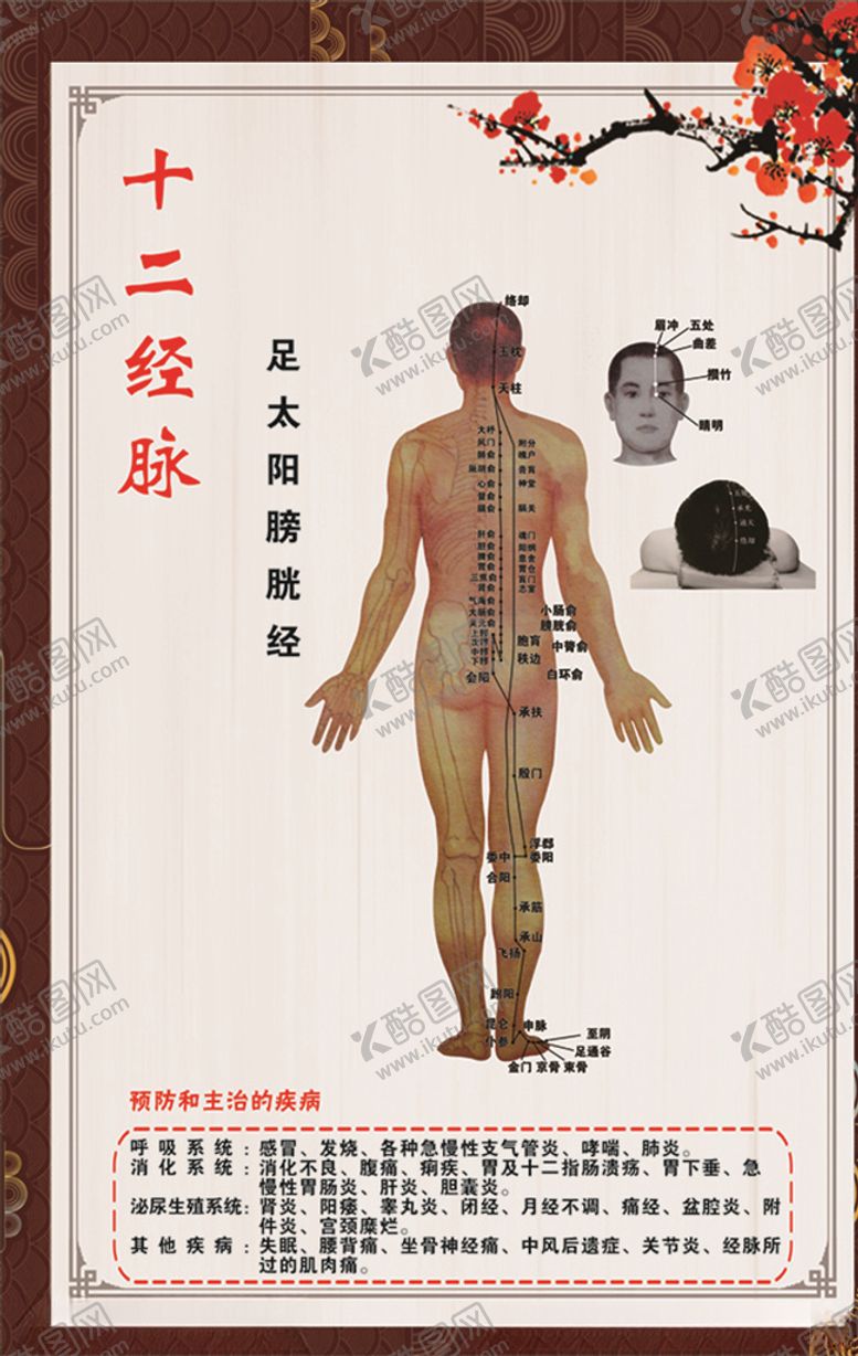 编号：92139710242038327811【酷图网】源文件下载-足太阳膀胱经