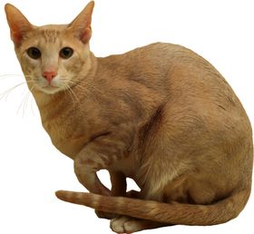 可爱的小猫咪动物宠物免抠元素