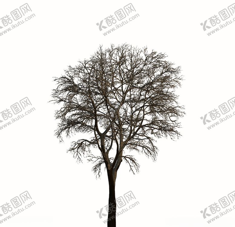 编号：94169209300649262976【酷图网】源文件下载-树林