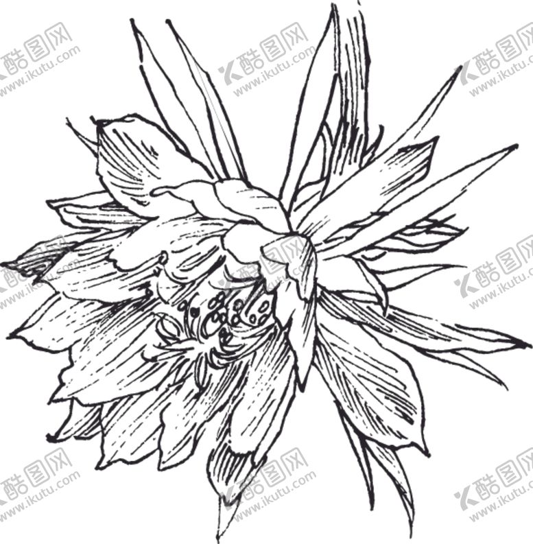 编号：86037606281547564015【酷图网】源文件下载-素描鲜花