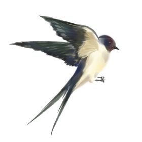 燕子插画