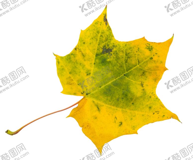 编号：50955210281525434245【酷图网】源文件下载-树叶