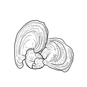灵芝