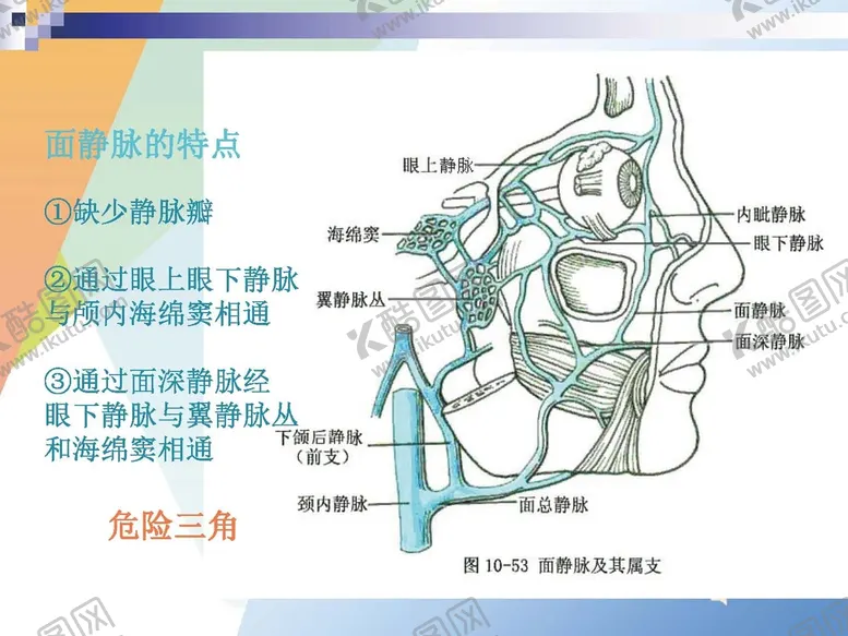 编号：75508701271641443720【酷图网】源文件下载-静脉 
