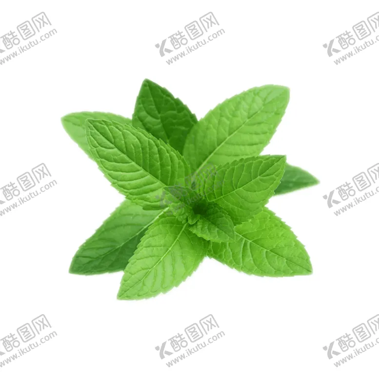 编号：58975206241749479778【酷图网】源文件下载-薄荷植物元素