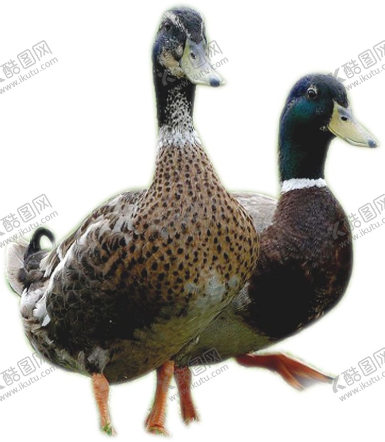 编号：32126001142054463508【酷图网】源文件下载-鸭子