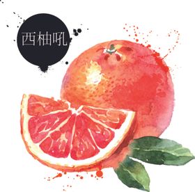 手绘西柚插画彩绘水果矢量素材