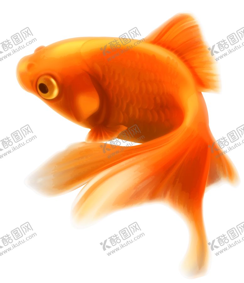 编号：35336909191700146086【酷图网】源文件下载-金鱼图片