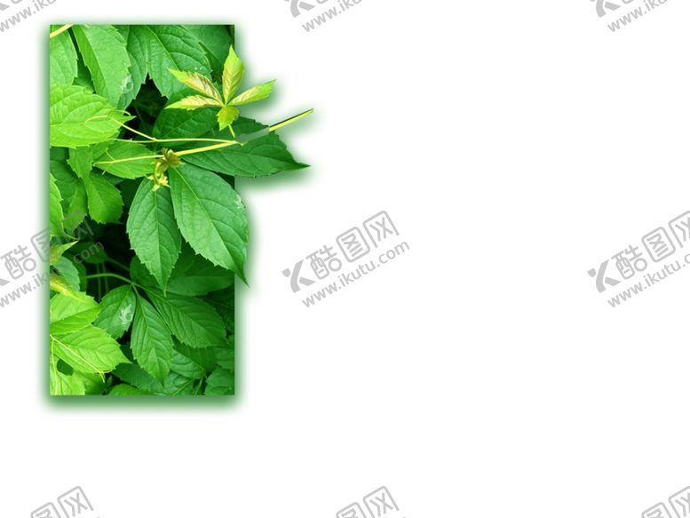 编号：50767712061910018597【酷图网】源文件下载-绿叶海报素材