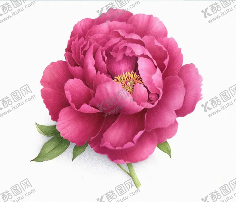 编号：84969202171827191900【酷图网】源文件下载-手绘玫瑰花