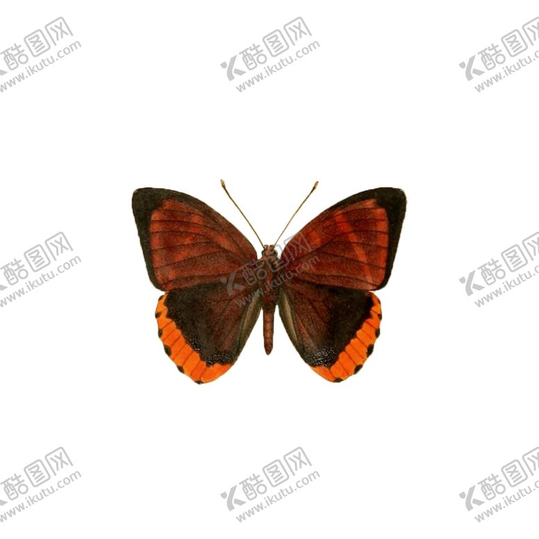 编号：69854306151657182405【酷图网】源文件下载-透明免扣高清蝴蝶