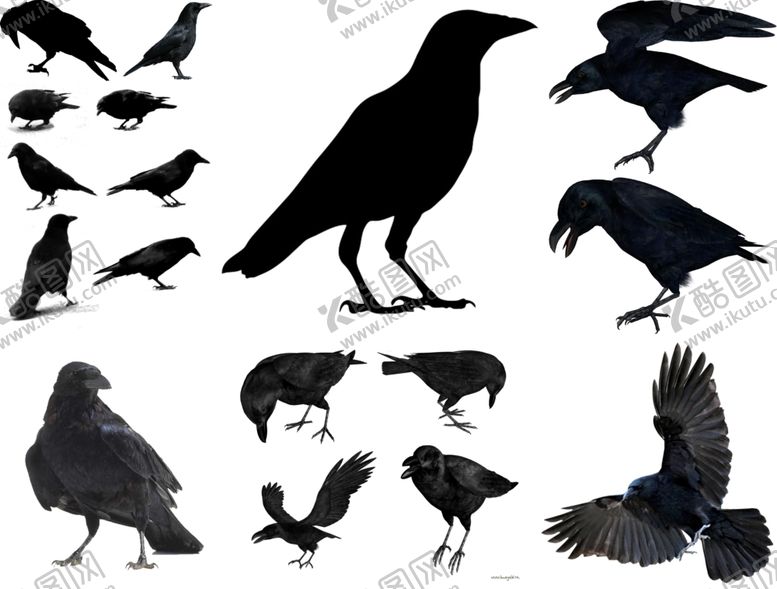 编号：89434209251039427589【酷图网】源文件下载-乌鸦png免扣高清素材
