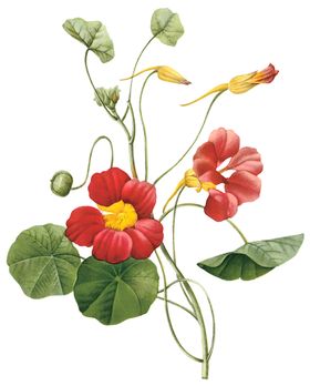 植物花卉油画装饰画