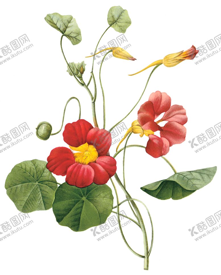 编号：55478710211943402620【酷图网】源文件下载-植物花卉油画装饰画