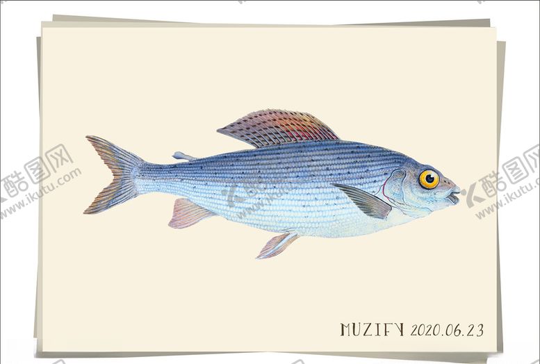 编号：59728309191838454812【酷图网】源文件下载-复古鱼类海洋生物图鉴