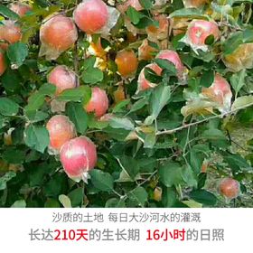丰县丑苹果大沙河丑苹