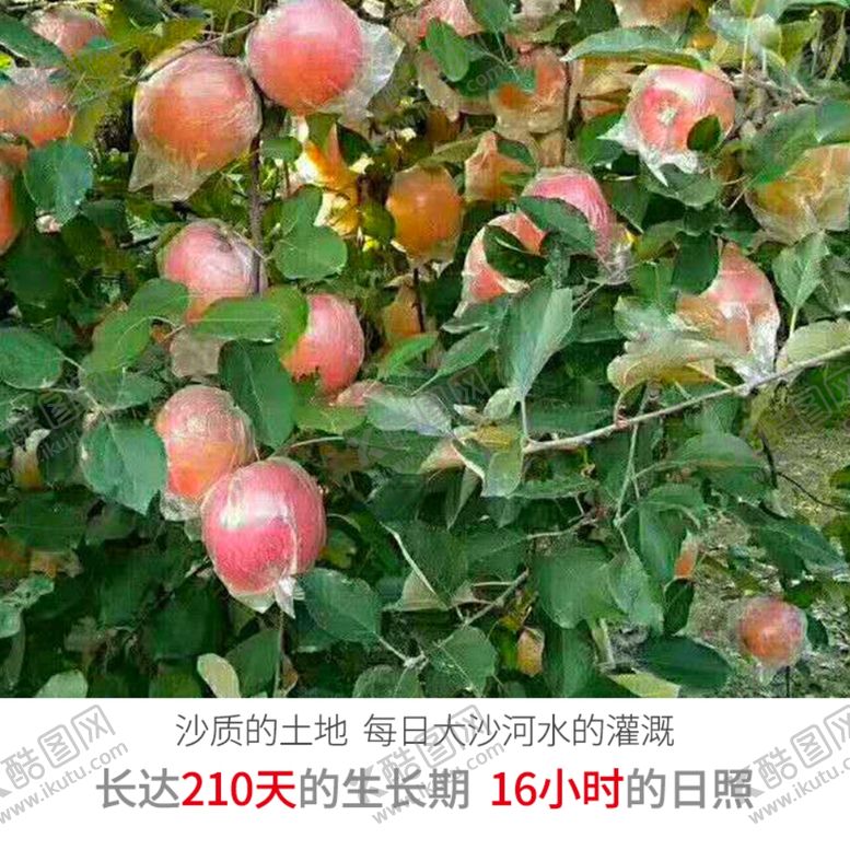 编号：90714606281157381190【酷图网】源文件下载-丰县丑苹果大沙河丑苹