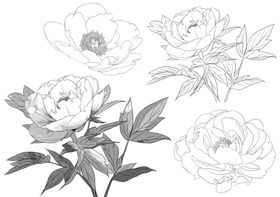 花卉素描