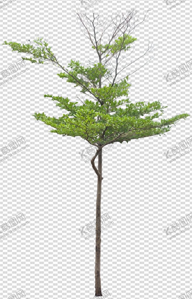 编号：93803004162051325431【酷图网】源文件下载-透明底植物